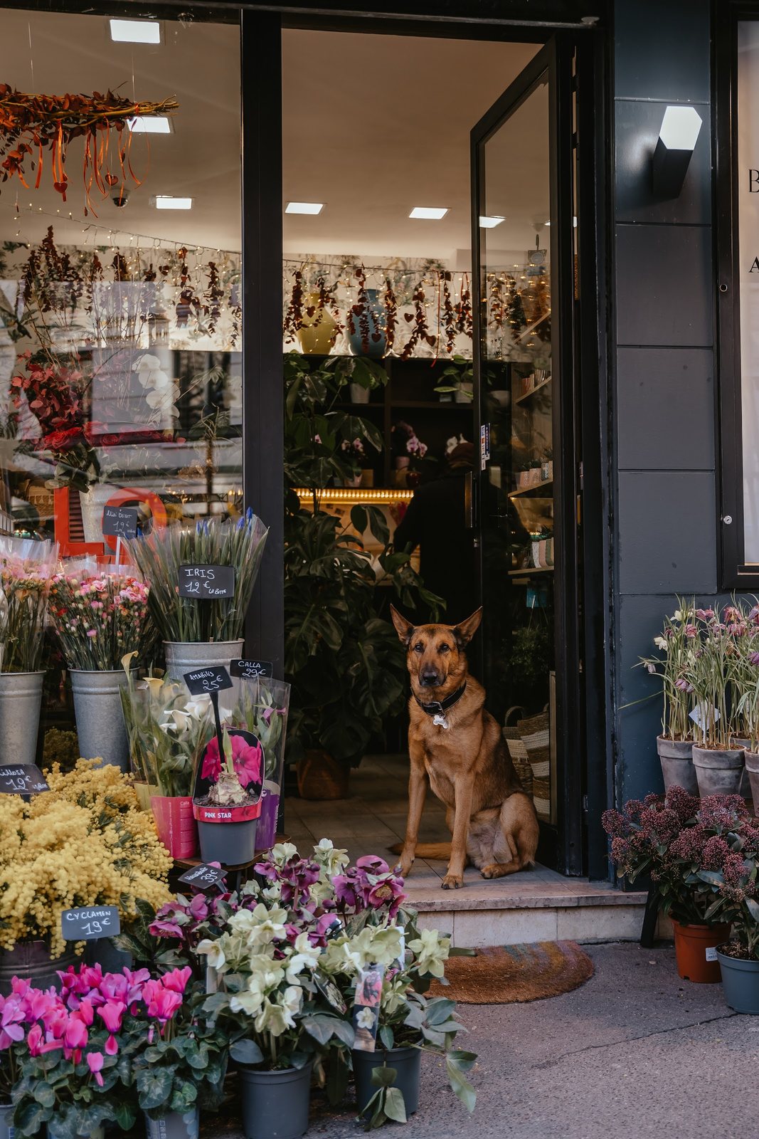 L’entrée de la boutique, le chien assis sur le seuil