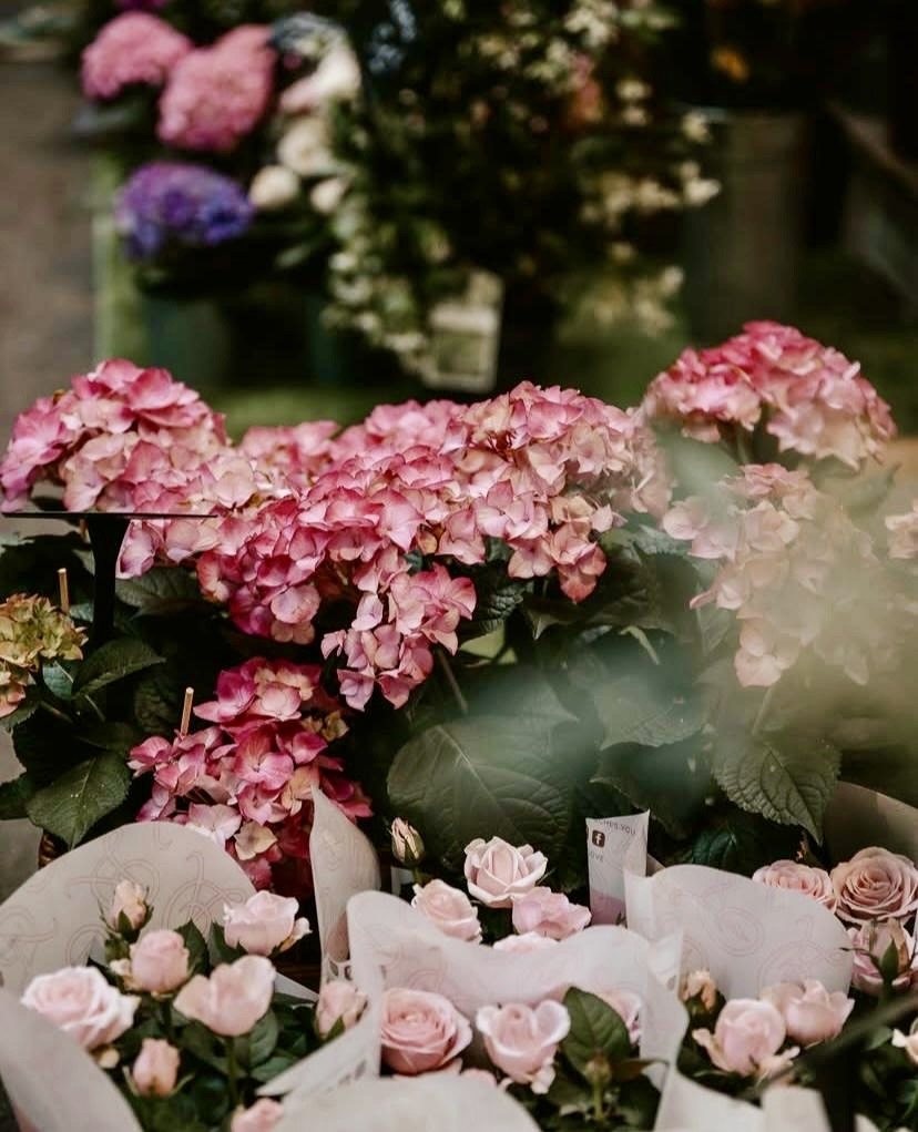 Hortensias roses