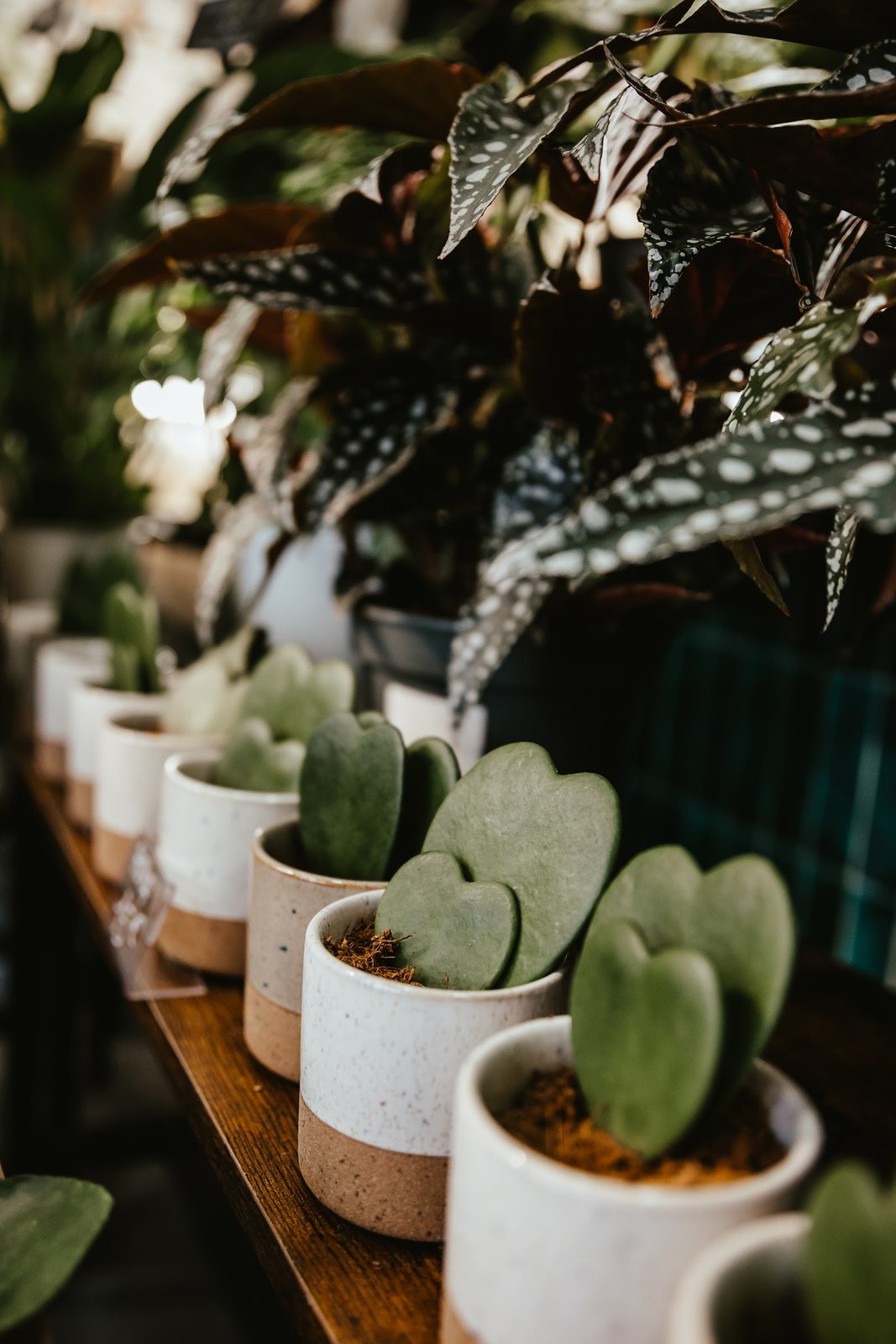 Hoyas en forme de cœur en petits pots