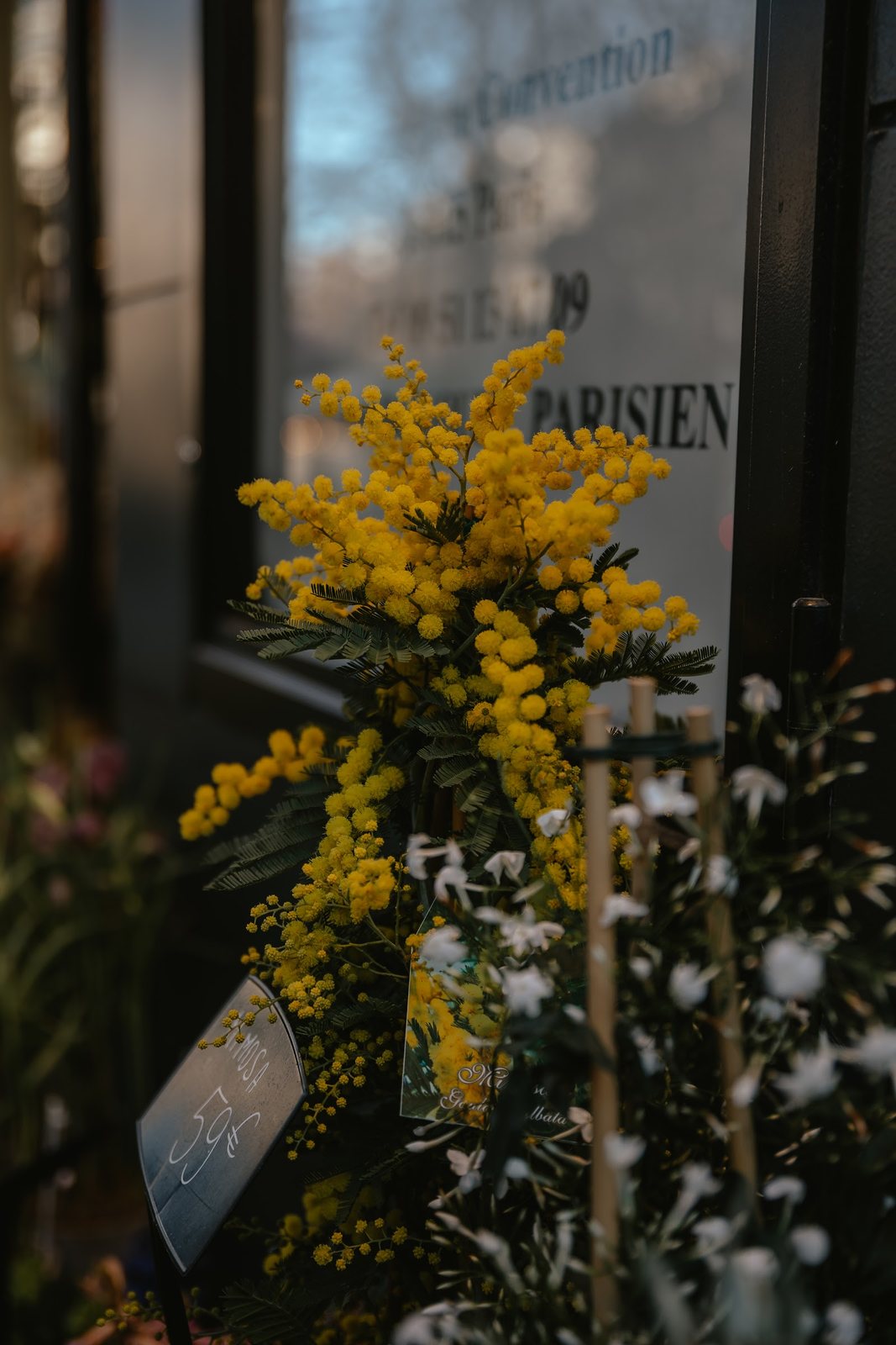 Mimosa devant la vitrine