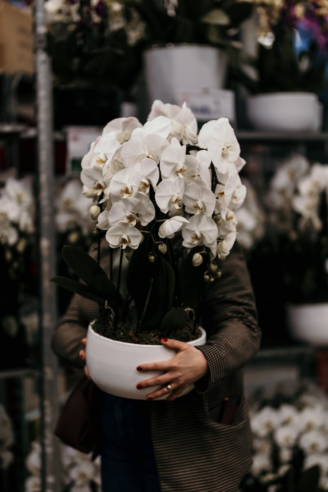 Orchidée blanche en pot