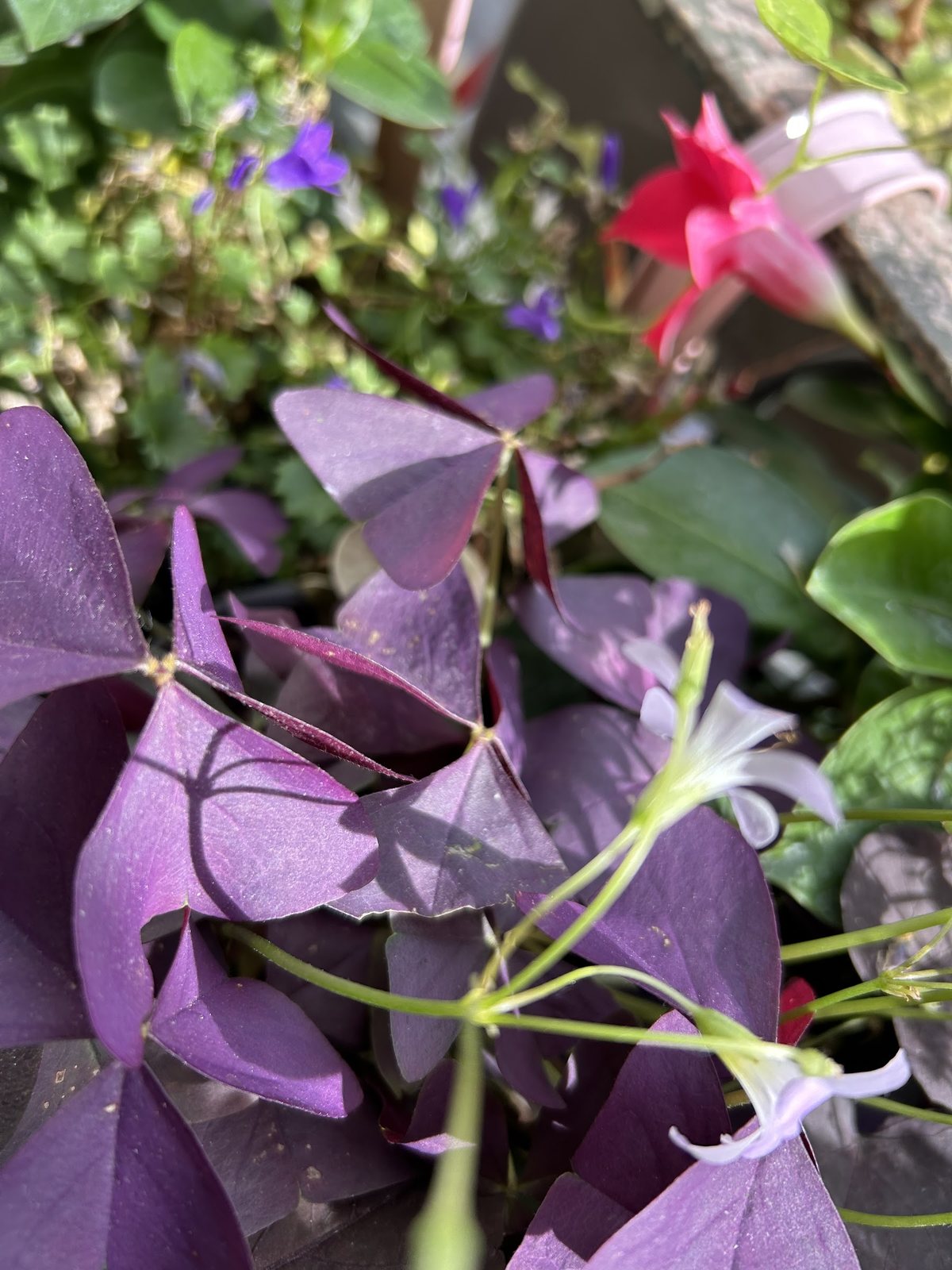 Oxalis violet et fuchsia