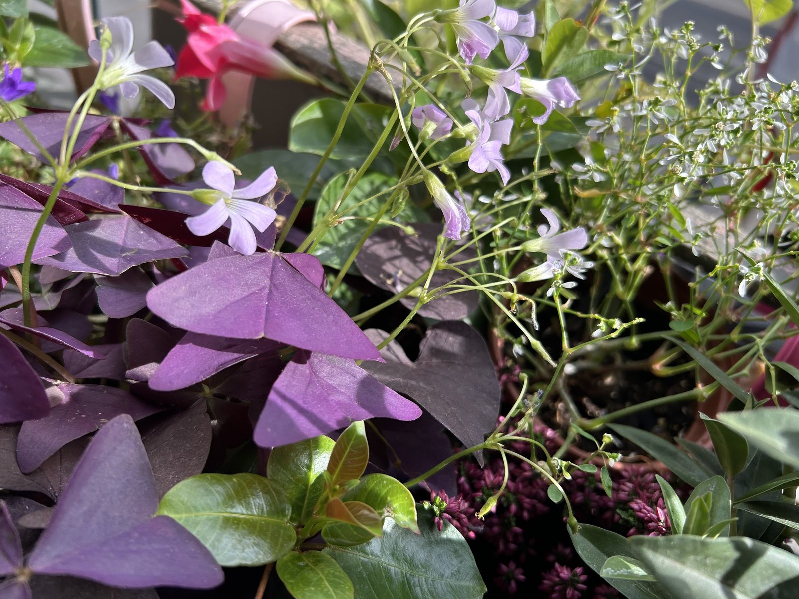 Oxalis pourpre et fleurs mauves
