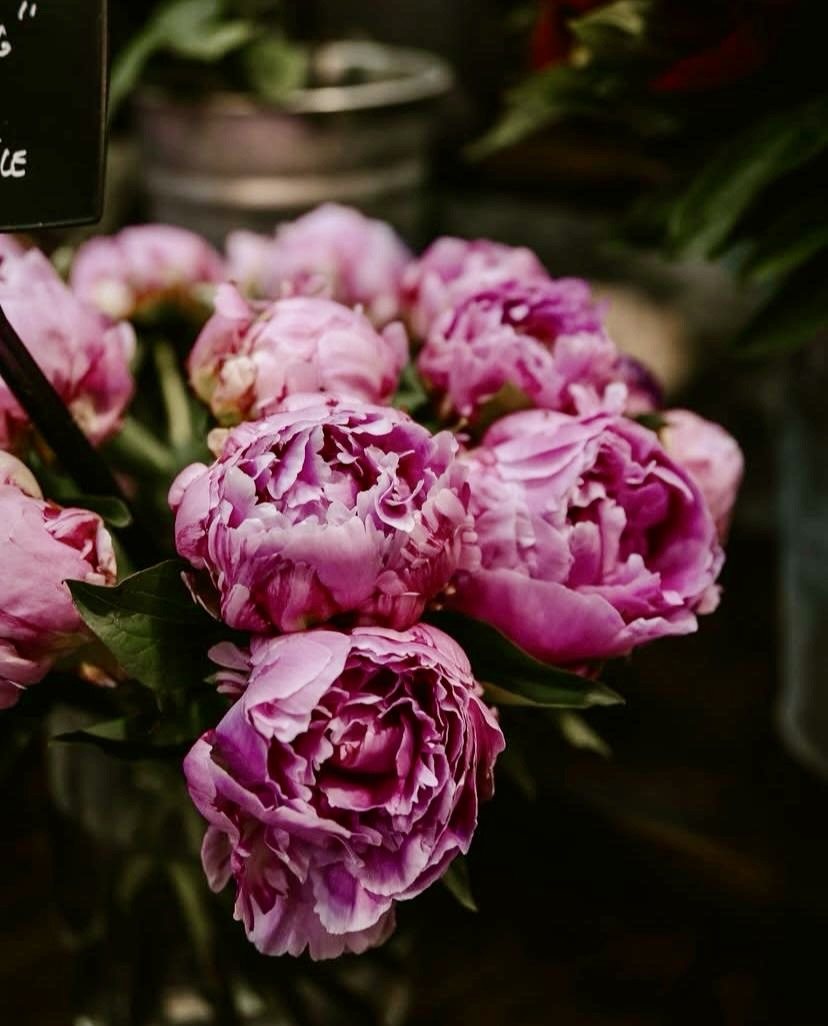 Pivoines roses