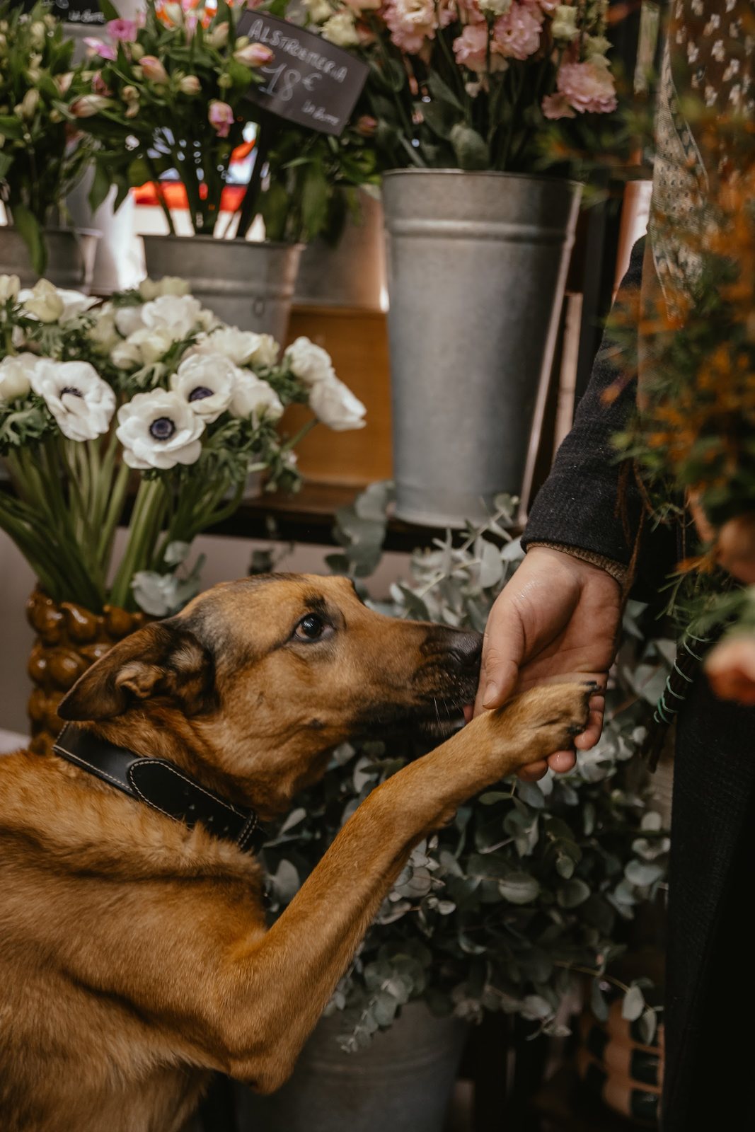 Le chien de la boutique parmi les anémones
