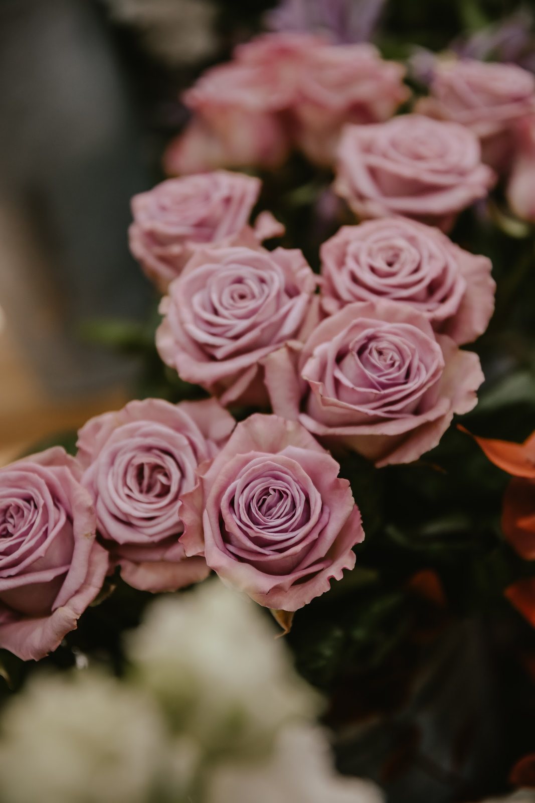 Roses mauves