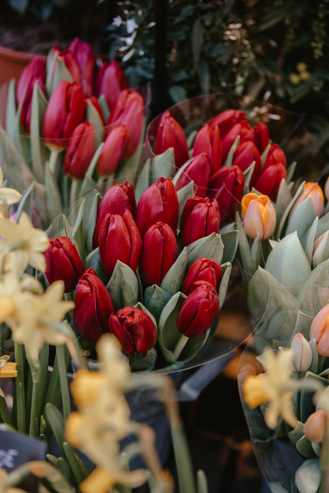 Tulipes rouges et narcisses