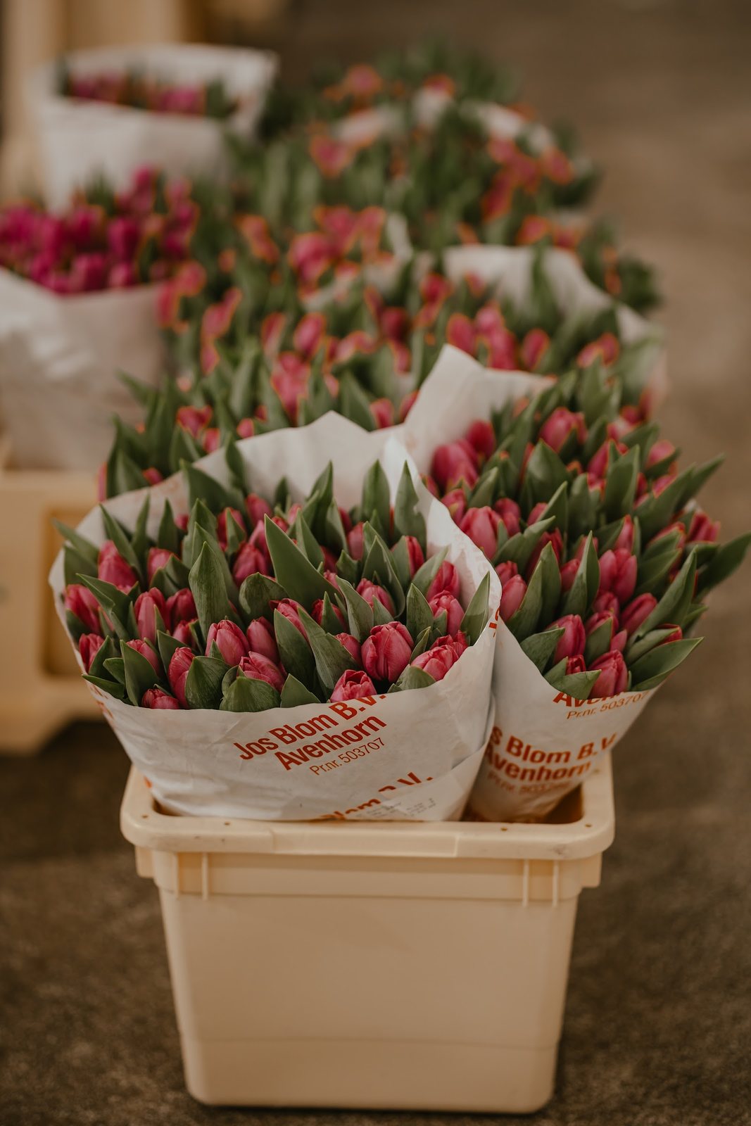 Bottes de tulipes roses
